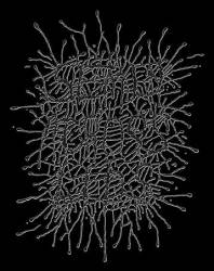 logo Semen Across Lips logo Semen Across Lips